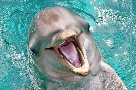 Flipper Theme Song